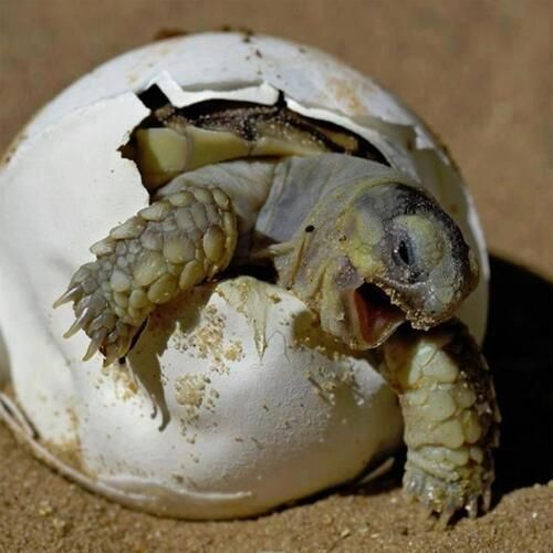 Żółw wychodzący ze skorupy